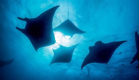 Unlocking the secrets of Hawaii's manta ray communication